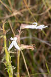 Shortleaf lobelia